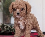 Small #11 Cavapoo (Miniature)