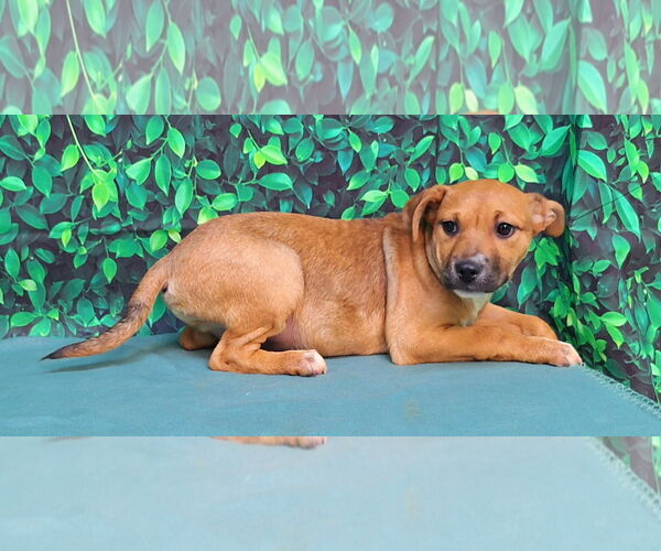 Medium Photo #3 American Pit Bull Terrier-Labrador Retriever Mix Puppy For Sale in Wetumpka, AL, USA
