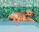 Small #2 American Pit Bull Terrier-Labrador Retriever Mix