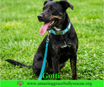 Small #3 Rottweiler-American Pit Bull Terrier