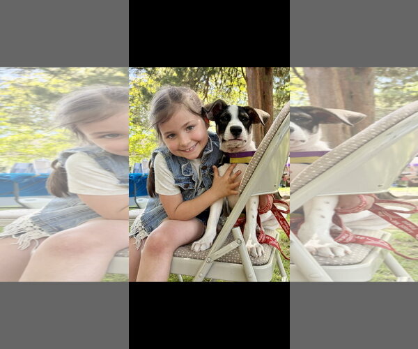 Medium Photo #6 Jack Russell Terrier-Unknown Mix Puppy For Sale in NYC, NY, USA