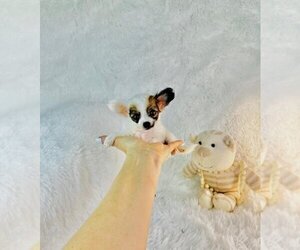 Chihuahua Puppy for sale in DELRAY BEACH, FL, USA