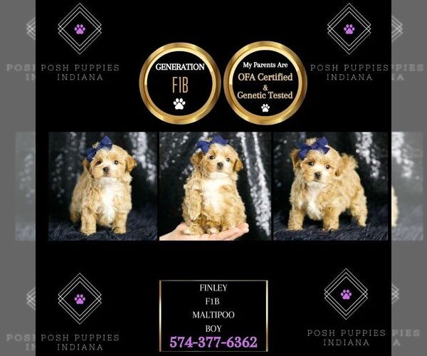 Medium Photo #24 Maltipoo Puppy For Sale in WARSAW, IN, USA
