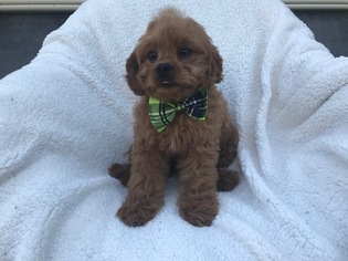 Cavapoo Puppy for sale in PEACH BOTTOM, PA, USA