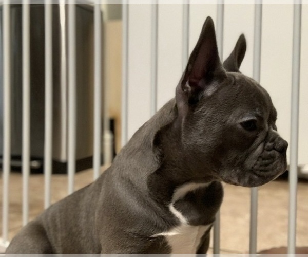 Medium Photo #5 French Bulldog Puppy For Sale in FRESNO, CA, USA