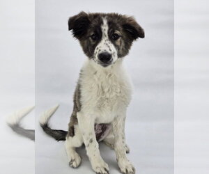 Anatolian Shepherd-Unknown Mix Dogs for adoption in Lakewood, CO, USA