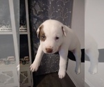 Small Photo #7 American Pit Bull Terrier-Siberian Husky Mix Puppy For Sale in JACKSONVILLE, FL, USA