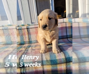 Golden Retriever Puppy for sale in COULEE CITY, WA, USA