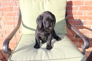 Medium Labrador Retriever