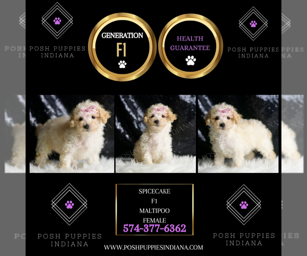 Medium Photo #5 Maltipoo Puppy For Sale in WARSAW, IN, USA