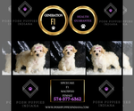 Small Photo #132 Maltipoo Puppy For Sale in WARSAW, IN, USA