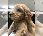 Small Photo #4 Goldendoodle-Poodle (Standard) Mix Puppy For Sale in DOTHAN, AL, USA