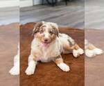 Small Photo #13 Australian Shepherd Puppy For Sale in WESLEY CHAPEL, FL, USA