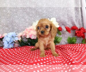 Cavalier King Charles Spaniel Puppy for sale in FREDERICKSBURG, OH, USA