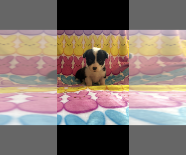 Medium Photo #6 Pembroke Welsh Corgi Puppy For Sale in SHERMAN, TX, USA