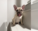 Small #2 French Bulldog