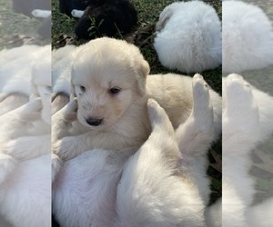 Great Pyrenees-Pyredoodle Mix Puppy for sale in NEWBERRY, FL, USA