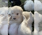 Small Photo #1 Great Pyrenees-Pyredoodle Mix Puppy For Sale in NEWBERRY, FL, USA