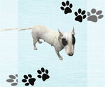 Small Bull Terrier
