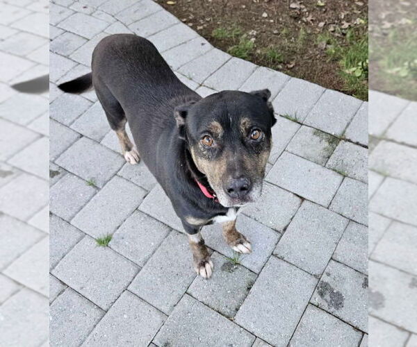 Medium Photo #3 Mutt Puppy For Sale in Fairfax, VA, USA