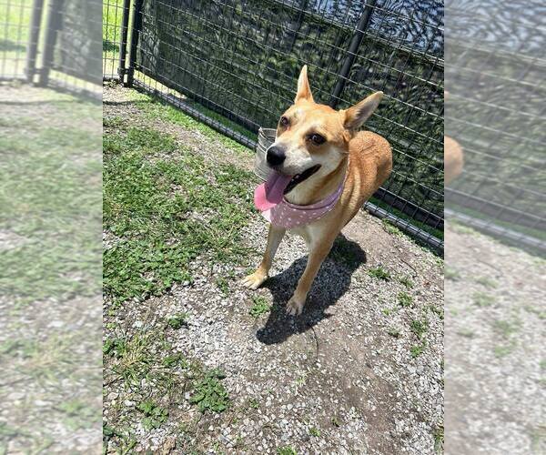 Medium Photo #4 Mutt Puppy For Sale in Abbeville, LA, USA
