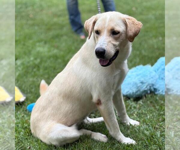 Medium Photo #4 Labrador Retriever-Unknown Mix Puppy For Sale in Yardley, PA, USA