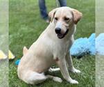 Small #3 Labrador Retriever Mix