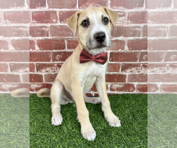 Medium Photo #4 American Staffordshire Terrier-Chinese Shar-Pei Mix Puppy For Sale in Corona, CA, USA