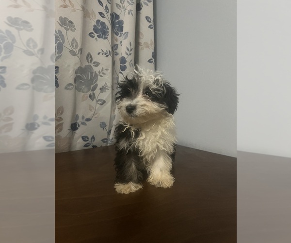 Medium Photo #65 Havanese Puppy For Sale in DURHAM, CT, USA