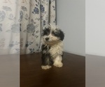 Small #64 Havanese