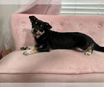 Small #1 Dachshund Mix