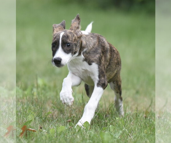 Medium Photo #5 Plott Hound-Unknown Mix Puppy For Sale in Mechanicsburg, PA, USA