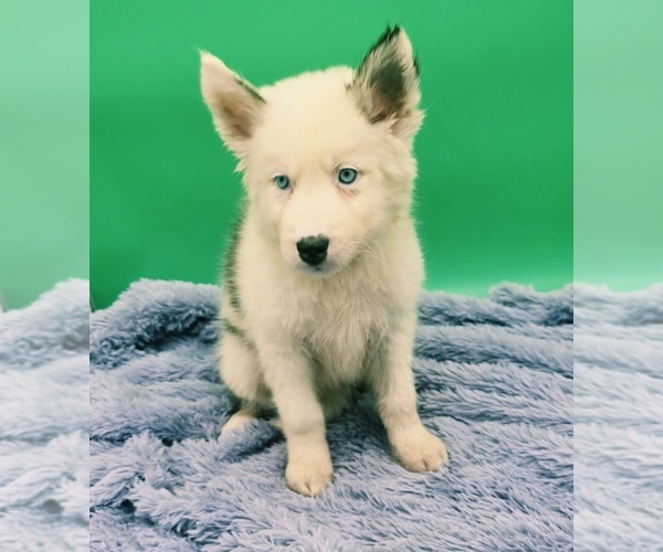 Medium Photo #3 Siberian Husky Puppy For Sale in SANDY HOOK, KY, USA