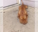 Small American Staffordshire Terrier
