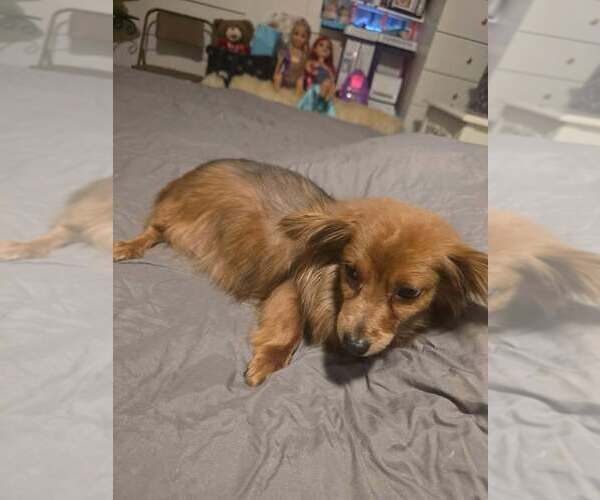 Medium Photo #3 Dachshund Puppy For Sale in York, SC, USA