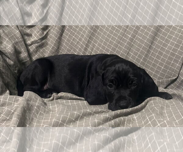 Medium Photo #1 Beagle-Spaniel Mix Puppy For Sale in Pottstown, PA, USA