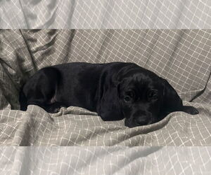 Beagle-Spaniel Mix Dogs for adoption in Pottstown, PA, USA