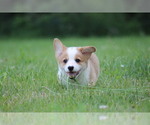 Small Photo #4 Pembroke Welsh Corgi Puppy For Sale in FORT MADISON, IA, USA