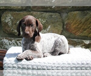 German Shorthaired Pointer Puppy for sale in FREDERICKSBURG, OH, USA