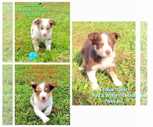 Border Collie Litter for sale in BYBEE, TN, USA
