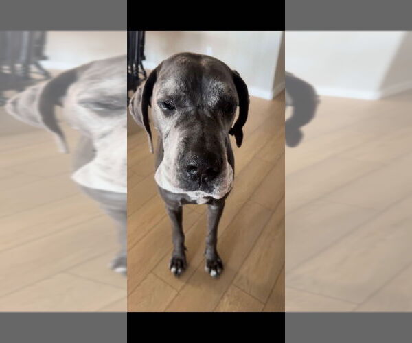 Medium Photo #3 Great Dane Puppy For Sale in Bullard, TX, USA