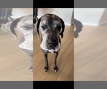 Small #2 Great Dane