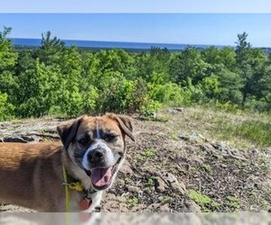 Boxer-Siberian Husky Mix Dogs for adoption in Gwinn, MI, USA