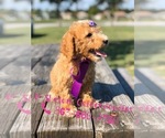 Small Photo #2 Goldendoodle Puppy For Sale in KISSIMMEE, FL, USA