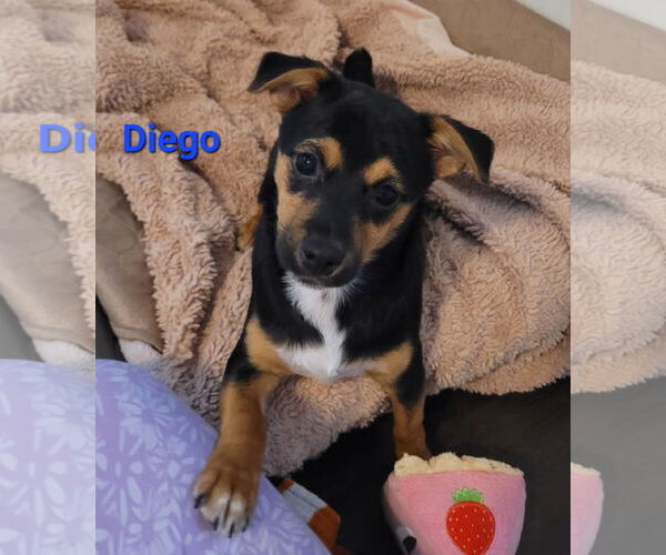 Medium Photo #1 Chiweenie Puppy For Sale in Des Moines, IA, USA