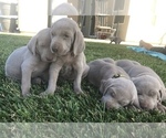 Small Photo #7 Weimaraner Puppy For Sale in WILLOWS, CA, USA