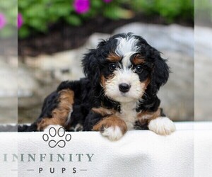 Bernedoodle (Miniature) Puppy for sale in LITITZ, PA, USA