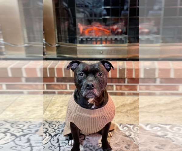 Medium Photo #4 Staffordshire Bull Terrier-Unknown Mix Puppy For Sale in Crete, IL, USA