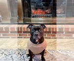 Small #3 Staffordshire Bull Terrier Mix