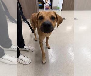 Labrador Retriever Dogs for adoption in Baytown, TX, USA